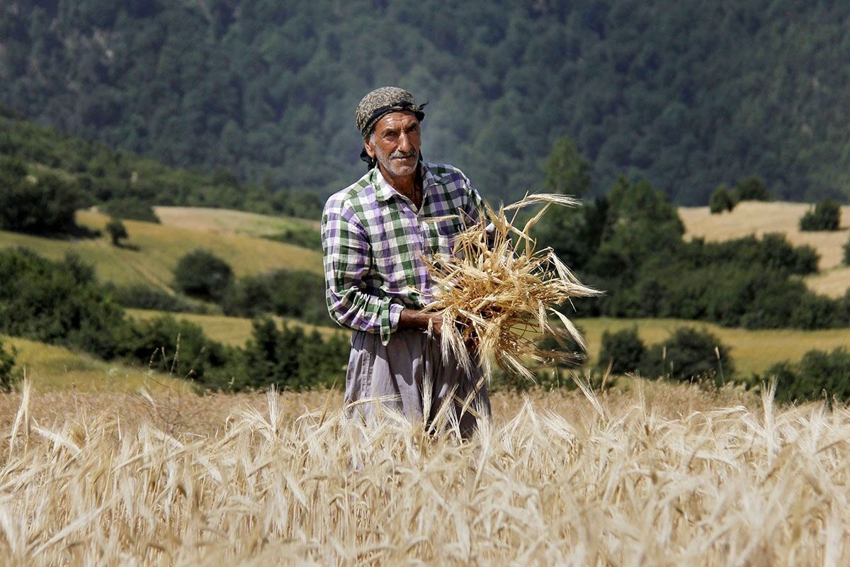 خبر خوش برای گندمکاران؛ پرداخت ۱۲۱ هزار میلیارد از مطالبات