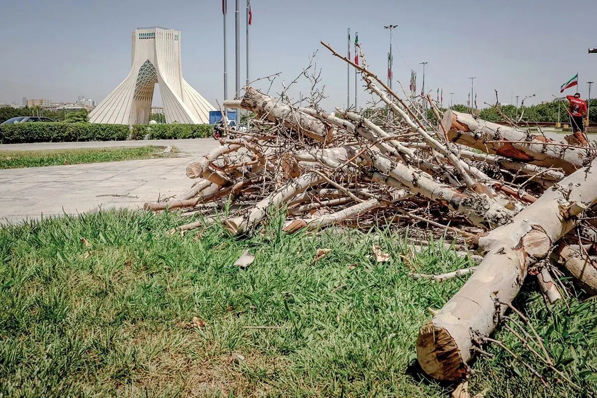 واکنش شهرداری تهران به قطع درختان میدان آزادی