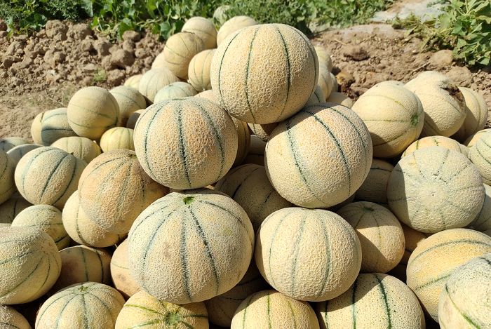 قدرت عجیب طالبی در شکست دیابت، فشار خون و استرس!