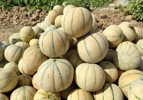 قدرت عجیب طالبی در شکست دیابت، فشار خون و استرس!