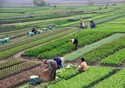 رفع نگرانی‌ها برای تأمین غذا در کشور