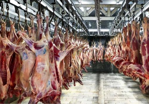 افزایش عرضه گوشت گوسفندی؛ کمبودی در زمینه گوشت قرمز نداریم