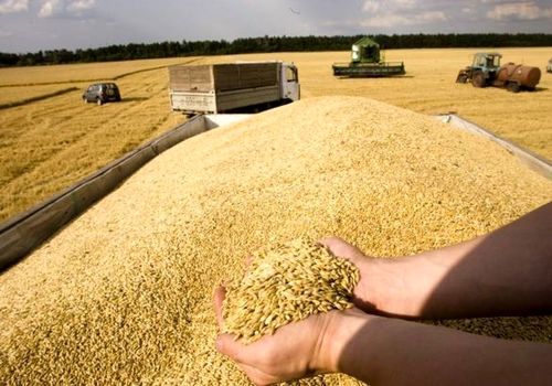 تعیین قیمت خرید گندم به خرداد موکول شد