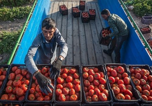 گوجه‌فرنگی؛ قاتل خاموش چربی‌ها!