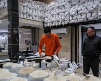 برنج ایرانی زیر تیغ دلار و خشکسالی؛ افزایش قیمت 30 درصدی در راه است؟