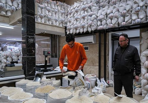 برنج ایرانی زیر تیغ دلار و خشکسالی؛ افزایش قیمت 30 درصدی در راه است؟