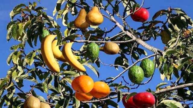 شگفت انگیزترین درخت دنیا که 40 نوع میوه میدهد+عکس