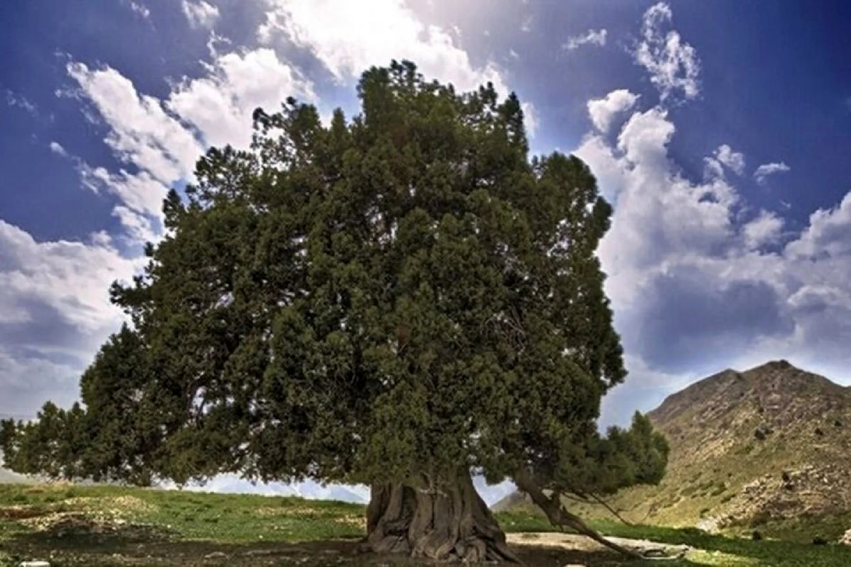 کهنسال‌ترین درخت ایران؛ قدمت چهار هزار ساله در جیرفت!