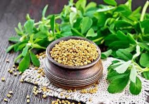 خواص دارویی عجیب از شنبلیله که نمی‌دانید