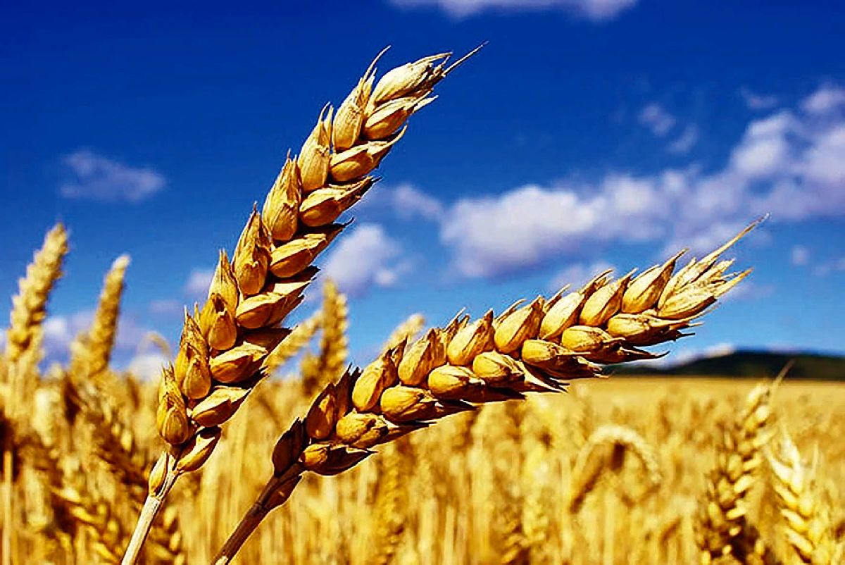 خبر مهم برای گندم‌کاران/ قیمت جدید گندم مشخص شد؟
