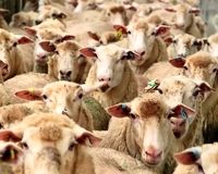 قیمت دام زنده امروز یکشنبه 15 تیر/ بره کشتاری چند؟