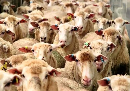 قیمت دام زنده امروز یکشنبه 15 تیر/ بره کشتاری چند؟