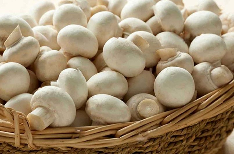 موج گرانی‌ها به قارچ رسید؛ اخراج اتباع عامل افزایش قیمت معرفی شد!