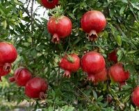 تبدیل انار ترش به شیرین ، راهکارهای موثر برای باغداران