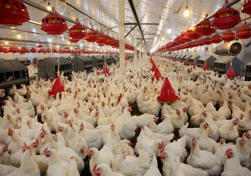 مرغ‌های وارداتی خروس از آب درآمدند!