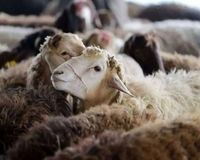 ببینید| جهش خیره‌کننده قیمت گوسفند زنده عید قربان ظرف پنج سال!