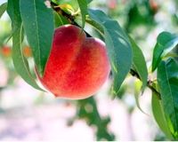 خواص هلو؛ از پیشگیری آب مروارید تا کاهش التهاب