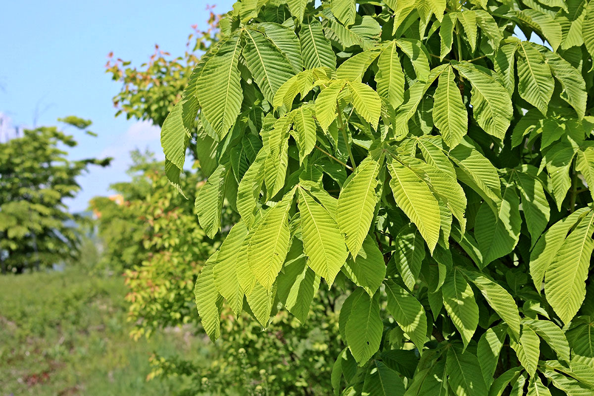 یکبار برای همیشه؛ خوردن توت درختان در خیابان‌ها خطرناک است؟